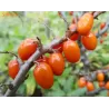 Sea Buckthorn - Hippophae rahmnoides SIROLA