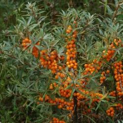 Šaltalankis (mot.) - Hippophae rahmnoides LEIKORA