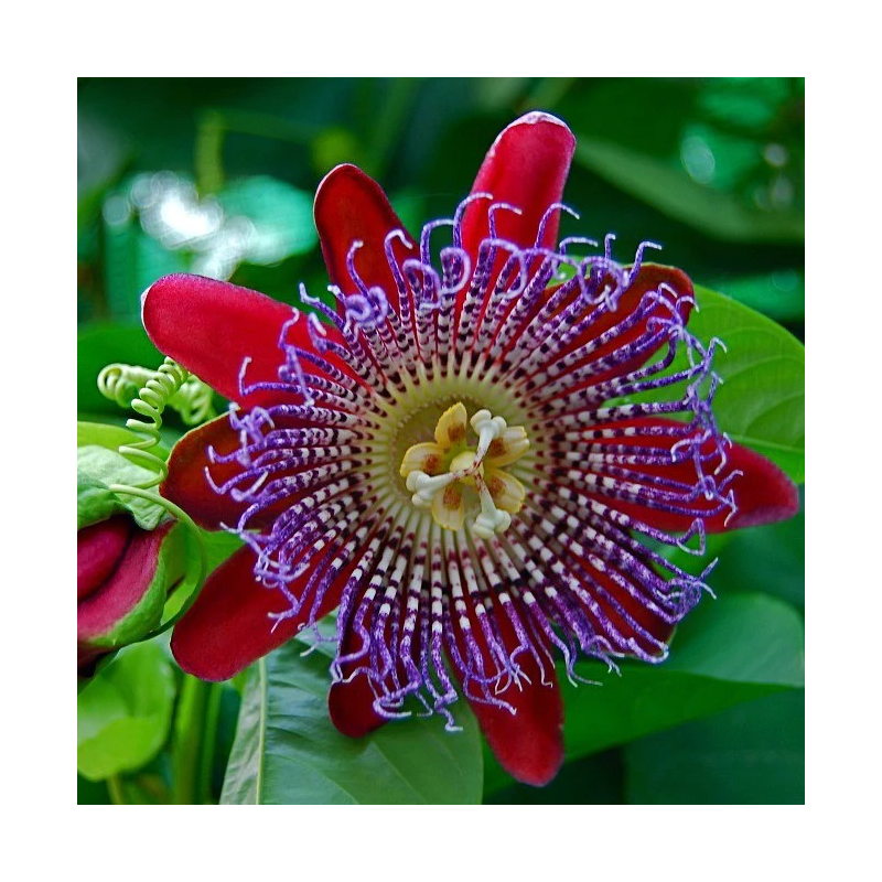 Melioninė pasiflora - Passiflora quadriangularis