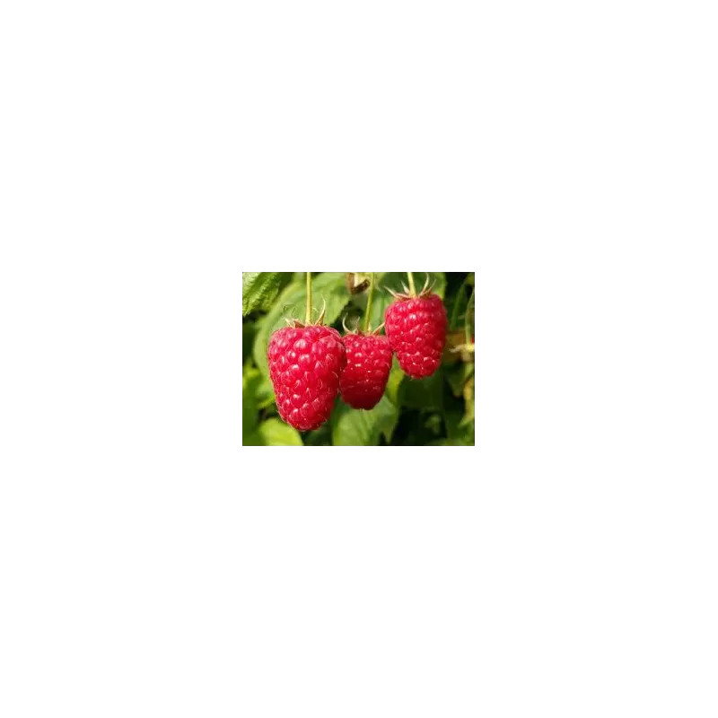 Paprastoji aviete POLKA - Rubus idaeus POLKA