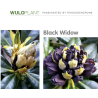 Rododendras - Rhododendron BLACK WIDOW