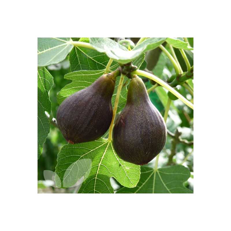 The fig - Ficus carica BROWN TURKEY