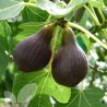 The fig - Ficus carica BROWN TURKEY