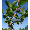 Honeyberry - Lonicera caerulea AURORA