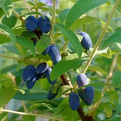Valgomasis sausmedis - Lonicera caerulea BOREALIS