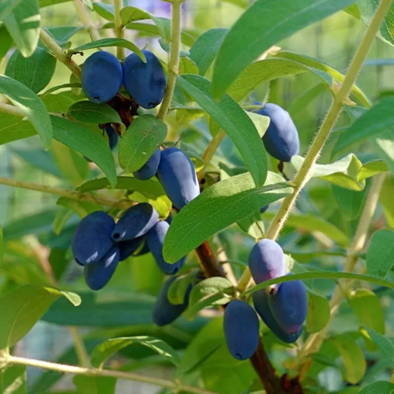 Valgomasis sausmedis - Lonicera caerulea BOREALIS
