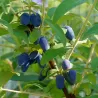 Valgomasis sausmedis - Lonicera caerulea BOREALIS