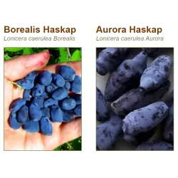 Valgomasis sausmedis - Lonicera caerulea BOREALIS