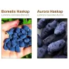 Valgomasis sausmedis - Lonicera caerulea BOREALIS