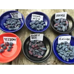 Medžiai ir krūmai internetu su pristatymu į namus visoje Lietuvoje