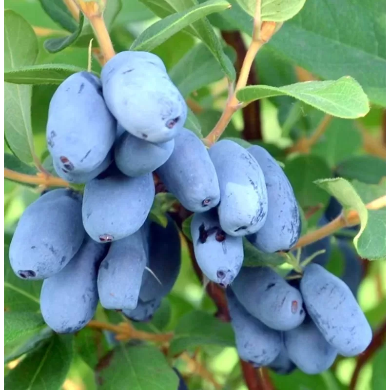 Medžiai ir krūmai internetu su pristatymu į namus visoje Lietuvoje