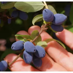 Valgomasis sausmedis - Lonicera caerulea STRAWBERRY SENSATION