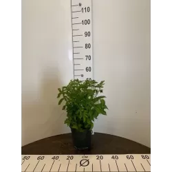 Rubus Illecebrosus ASTERIX