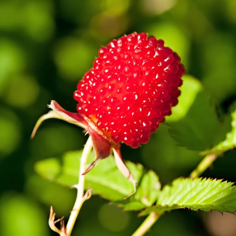 Rubus Illecebrosus ASTERIX