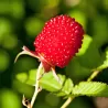 Rubus Illecebrosus ASTERIX