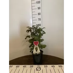 Aviečių sodinukai vazonuose internetu su pristatymu į namus visoje Lietuvoje