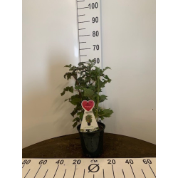 Paprastoji aviete POLKA - Rubus idaeus POLKA