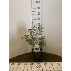 Medžiai ir krūmai internetu su pristatymu į namus visoje Lietuvoje