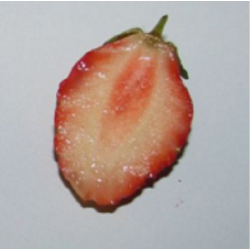 Strawberry - Fragaria x ananassa KORONA