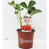 Strawberry - Fragaria x ananassa KORONA