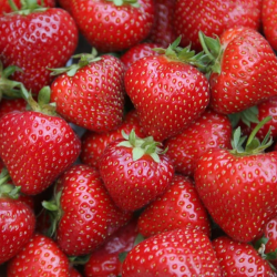 Strawberry - Fragaria x ananassa SONATA