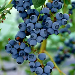 Aukštoji šilauogė (vid. vėl.) - Vaccinium corymbosum LITTLE BLUE WONDER