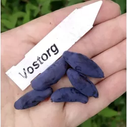 Valgomasis sausmedis - Lonicera kamtschatica DELIGHT VOSTORG