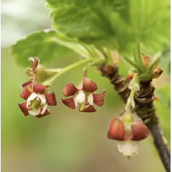 Jostabeere, jošta,serbentai,agrastas, ribes,