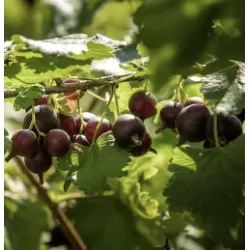 Jostabeere, jošta,serbentai,agrastas, ribes,