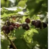 Jostabeere, jošta,serbentai,agrastas, ribes,