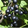 Black Currant - Ribes nigrum KRISTIN