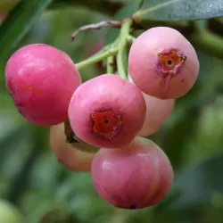 Highbush Blueberry - Vaccinium corymbosum PINK BERRY