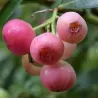 Highbush Blueberry - Vaccinium corymbosum PINK BERRY