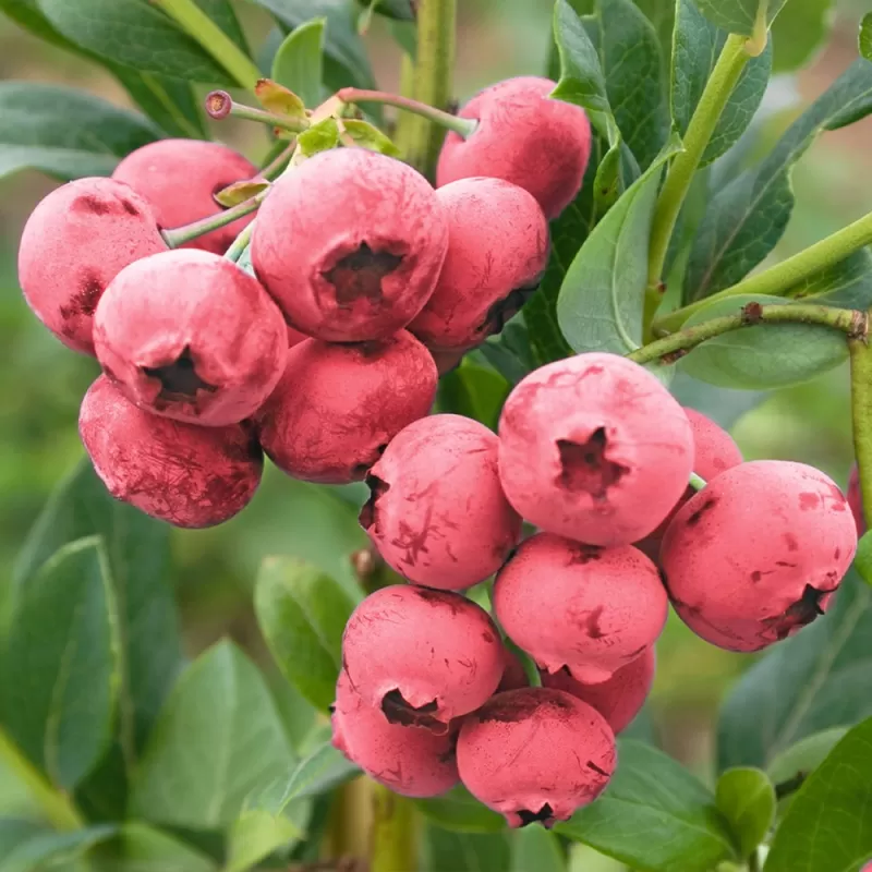 Highbush Blueberry - Vaccinium corymbosum PINK BERRY