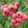 Highbush Blueberry - Vaccinium corymbosum PINK BERRY