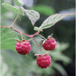 Rubus idaeus ROTE SCHWEDIN