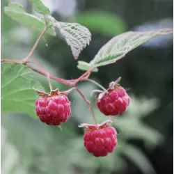 Paprastoji aviete POLKA - Rubus idaeus POLKA