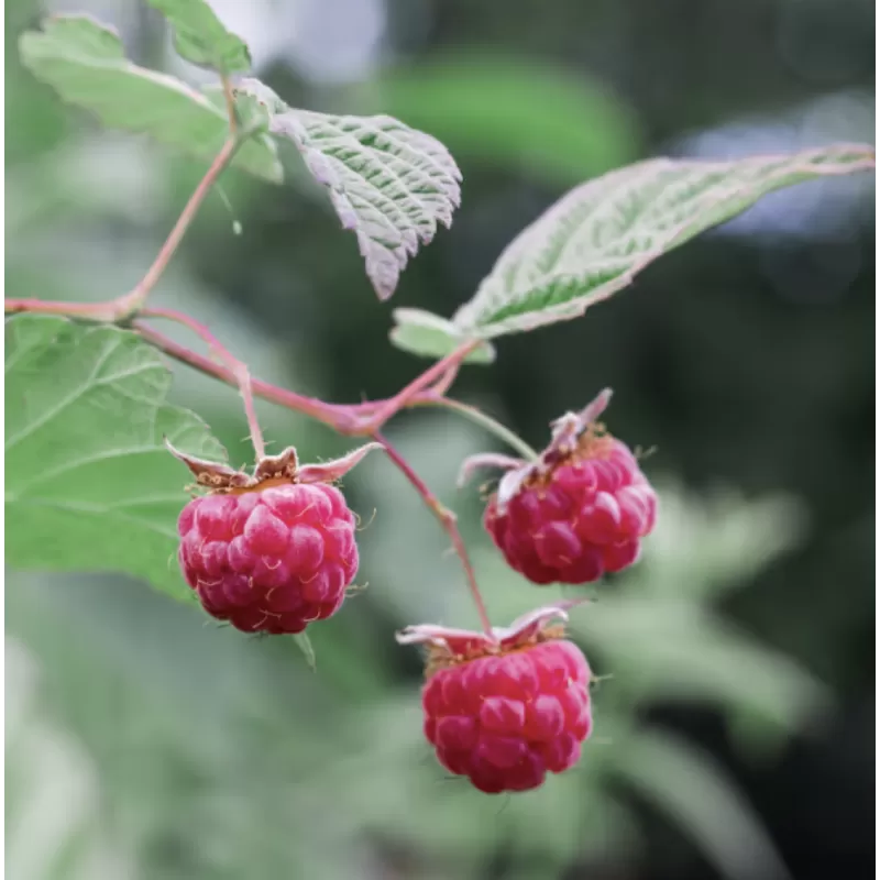Paprastoji aviete POLKA - Rubus idaeus POLKA
