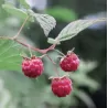 Paprastoji aviete POLKA - Rubus idaeus POLKA