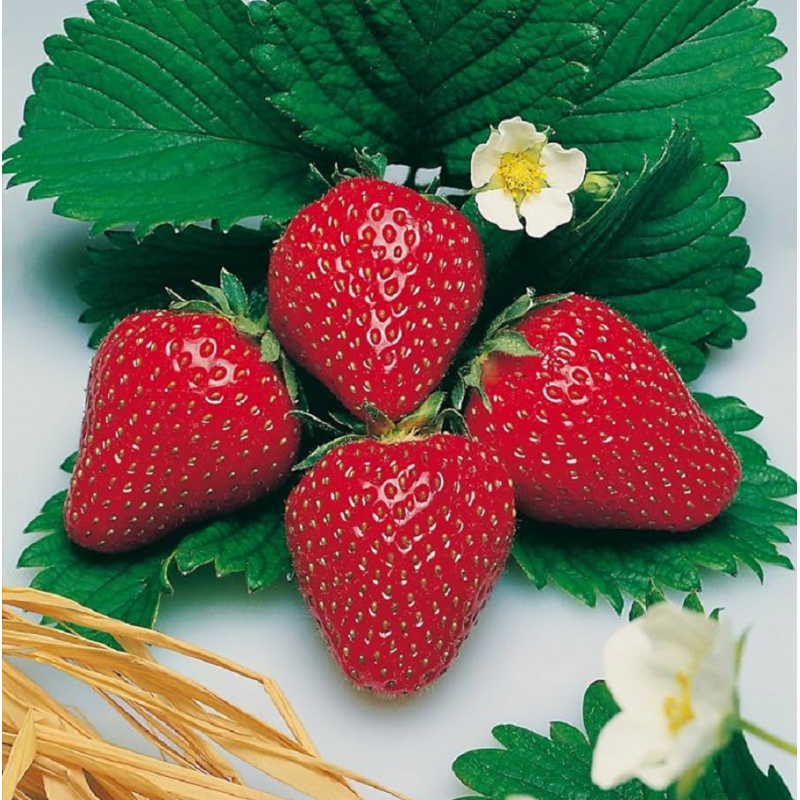 Strawberry - Fragaria ananassa GENTO