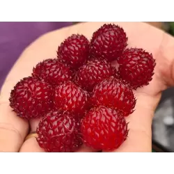 Paprastoji aviete POLKA - Rubus idaeus POLKA