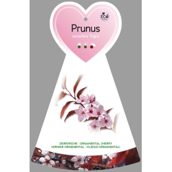 Plum - Prunus cerasifera NIGRA