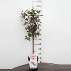 Raudonlapė vyšnia - Prunus cistena