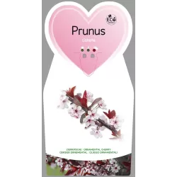 Prunus cistena