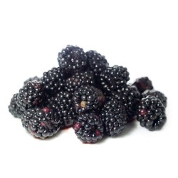 Blackberry - Rubus fruticosus ARMANDO