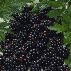 Blackberry - Rubus fruticosus NESSY
