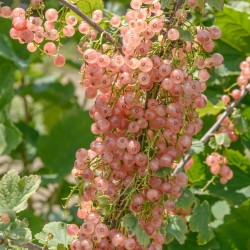 Pink Currant - Ribes rubrum ROSALINN