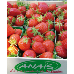 Strawberry - Fragaria ananassa  ANAIS