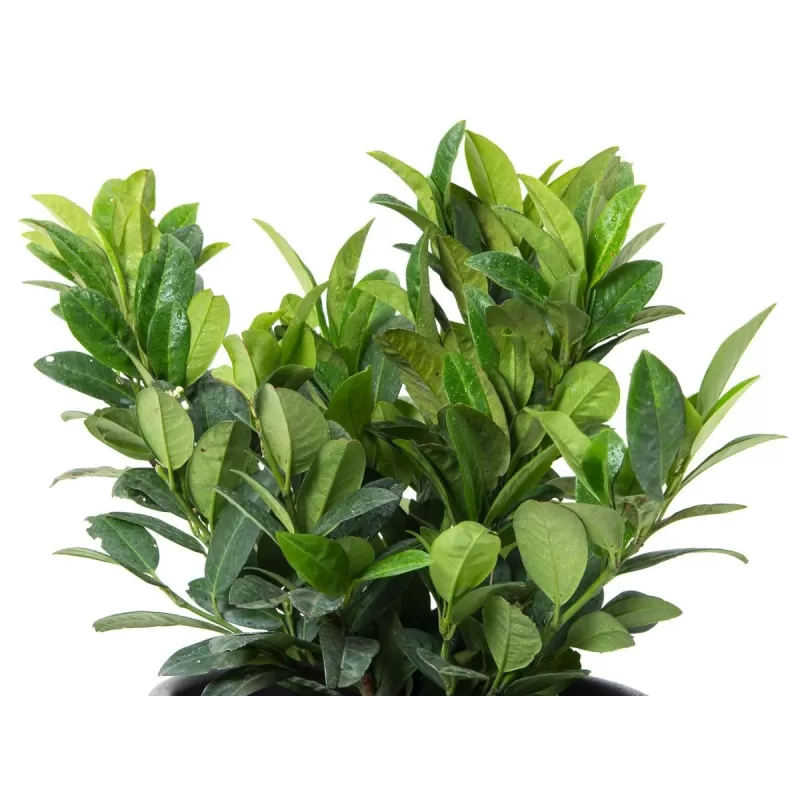 Užsisakyk augalus pavasariui jau dabar