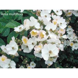 Rožė - Rosa (o) multiflora 1+1 60-100 CM GR x25